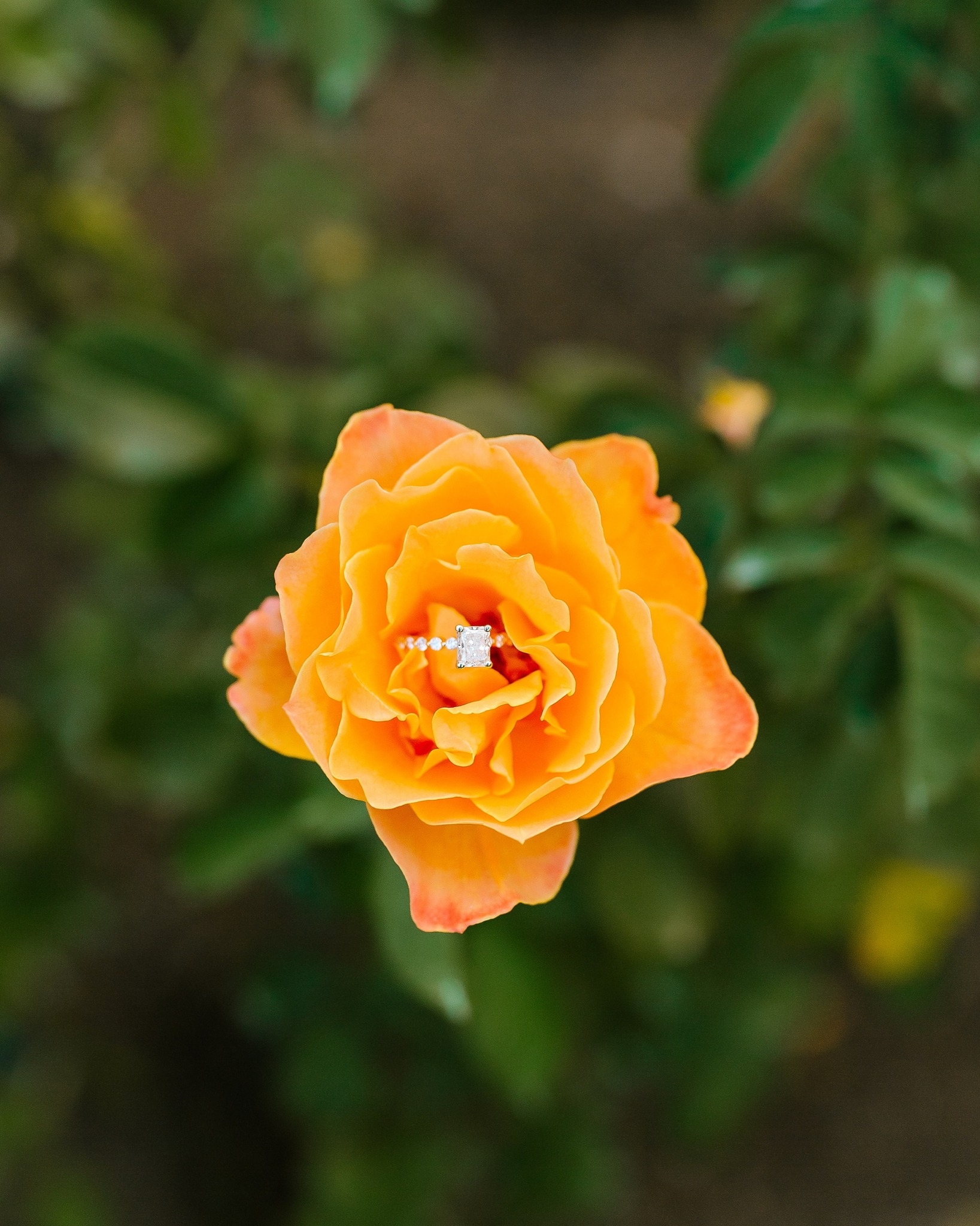 engagement ring rest on orange rose