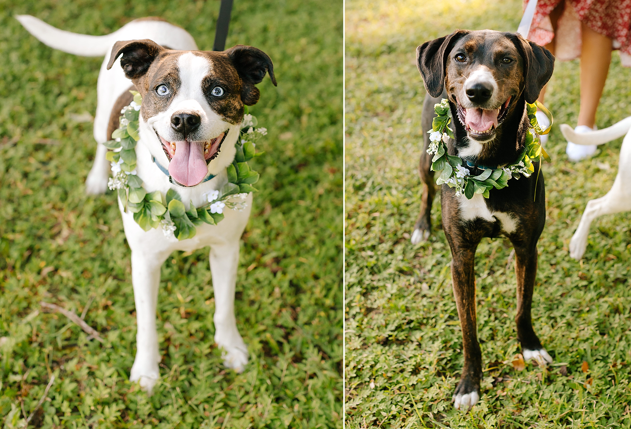 dogs in flower crowns for engagement photos in Washington Oaks Gardens