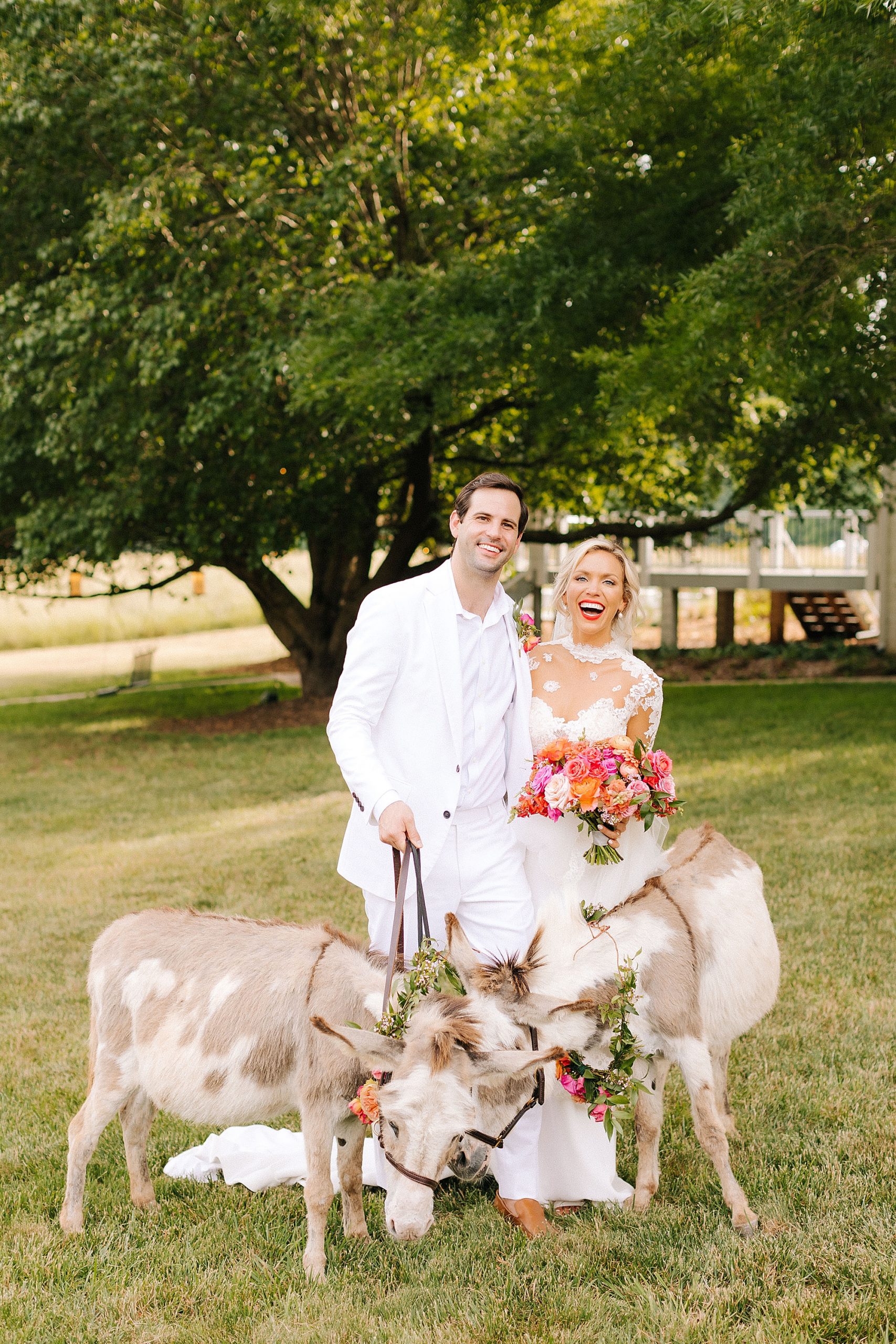 bride an groom laugh with mini horses during NC wedding photos 