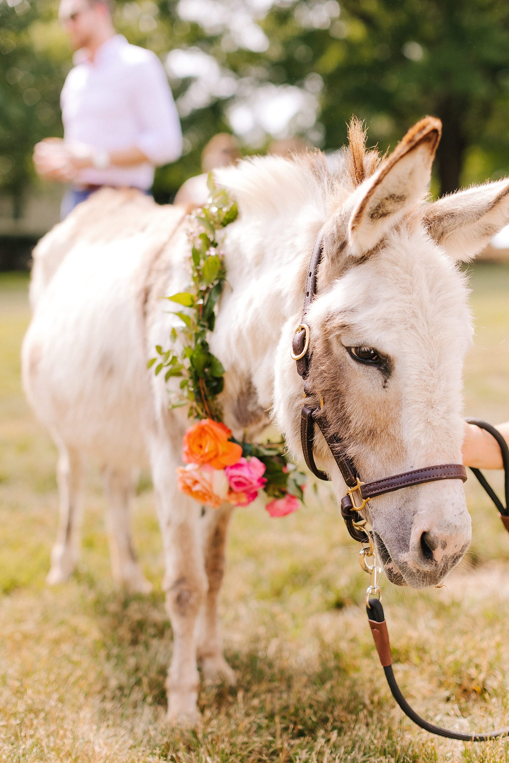 mini horses with floral crown before colorful wedding 