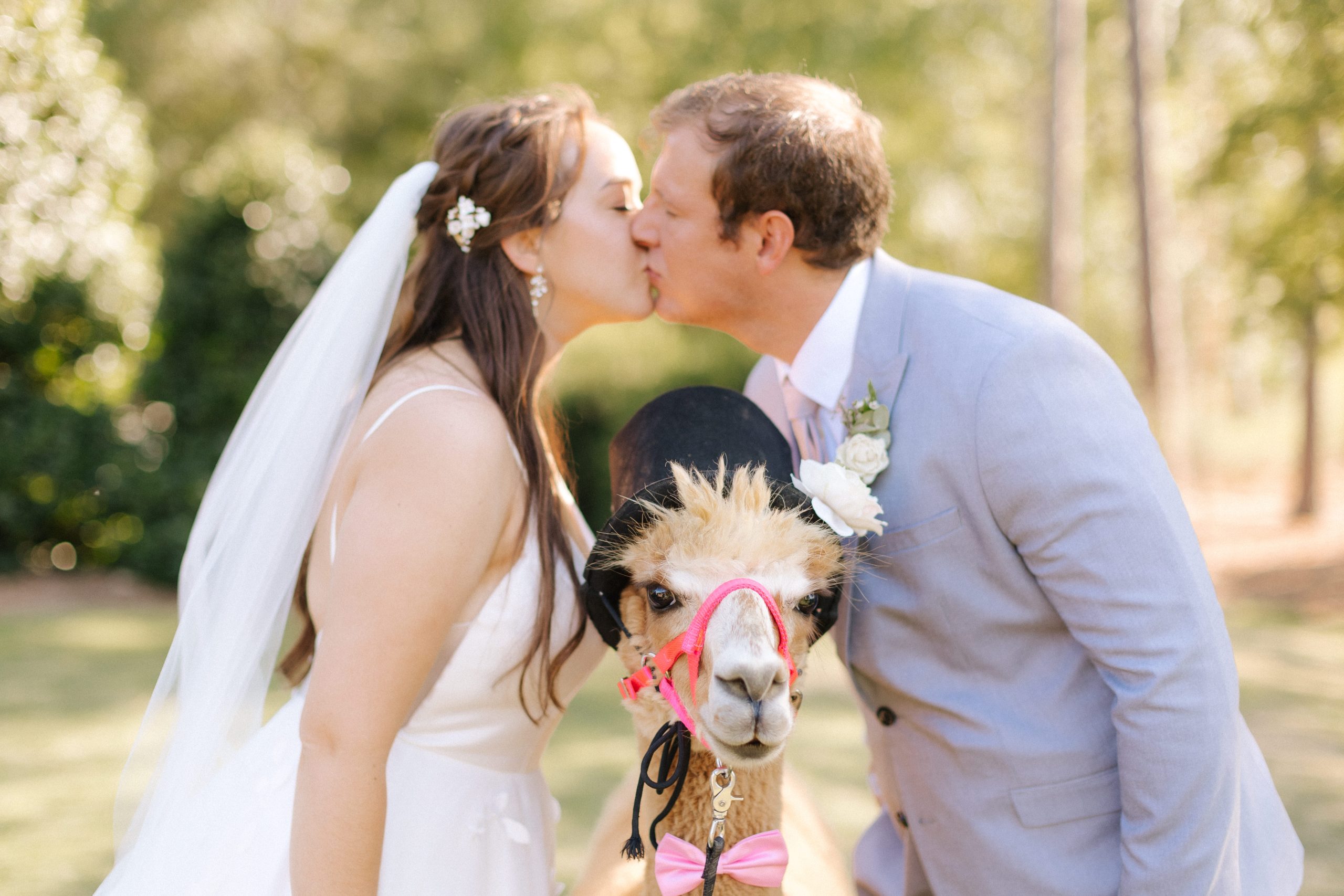 Couple Poses with an Alpaca on their Wedding Day at Chapel Hill Carriage House